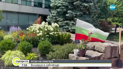 Розите на България вече ухаят и в Ниагара Фолс