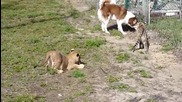 Хъски,лъвче и тигърче си играят