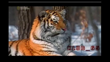 Сибирски Тигър - характеристика