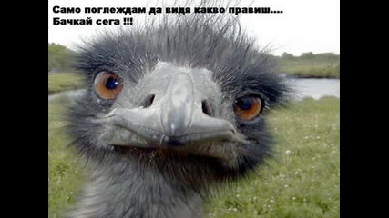 kiu4ek