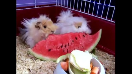 guinea pigs vs watermelon 