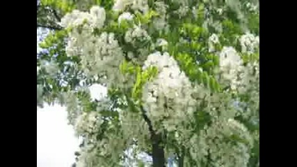 Neda Ukraden-tu