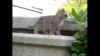 Сладки котенца се катерят по стълбите :d:d