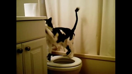 Васпитана Котка Пишка в Тоалетната