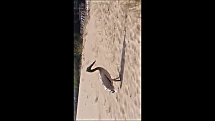 Бедстващ пеликан на Южния плаж в Несебър