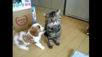Малко кученце с котка една невъзможна любов!
