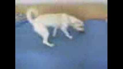 labrador igrae