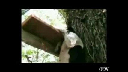 Невероятно!!!куче алпинист!!! 