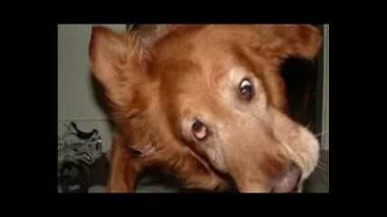 Funny Dogs 4