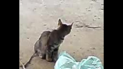 Котенце вс торбичка - смях 