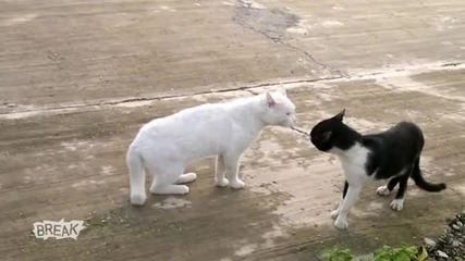 Evolved Cat is Awesome