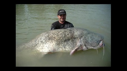 The Worlds Biggest - Animals 2