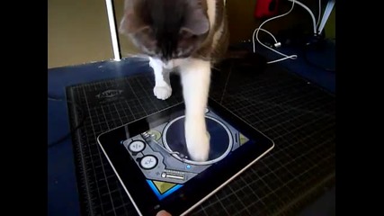 Котка се прави на Dj с ipad