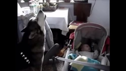 Куче успокоява бебе с песен 
