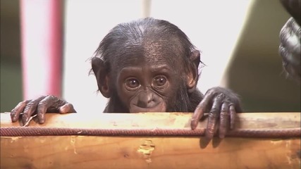 Baby Bonobo