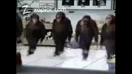 Maimuni tancuvat!!! 