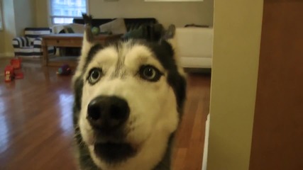 Mishka do you like Justin Bieber?__noooooo!!!