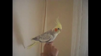 camera 1