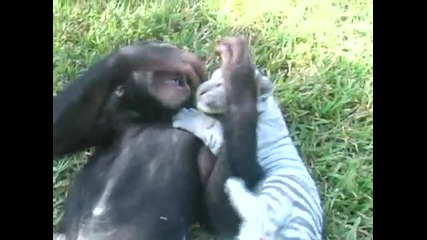 Шимпанзе си играе с бяло Тигърче