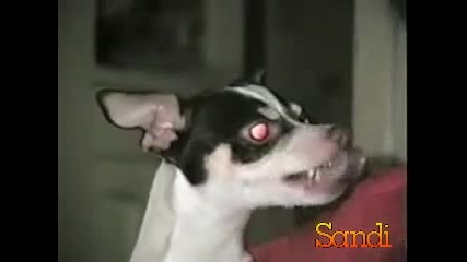 Куче - сатана 
