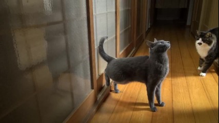 Коте почуква по вратата за да и отворят