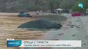 Огромен морски слон излезе на плаж в Мексико (ВИДЕО)
