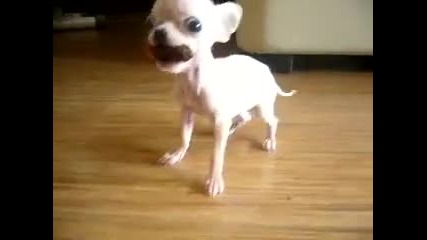 Кучето Звяр - Респект и Смях ;)