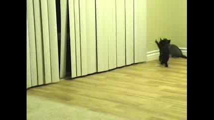 много сладко коте си играе