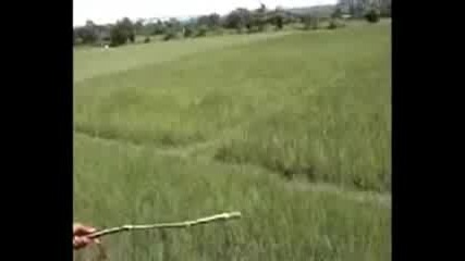 тигър напада човек