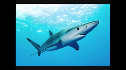 The top 10 Most Dangerous Sharks