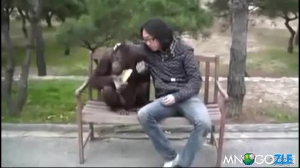 Смях ! Японец краде чипс от орангутан !