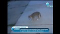 Котка изненада в гръб репортерка- Новини