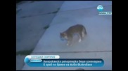 Котка изненада в гръб репортерка- Новини