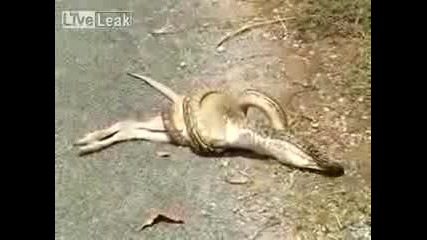 Змия яде кенгуру!