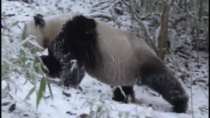 Wild panda winter survival - Wild China - Bbc 