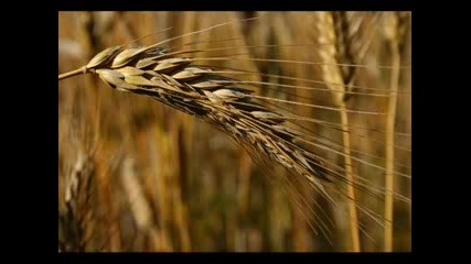 Златна Добруджа - Българска Народна Музика