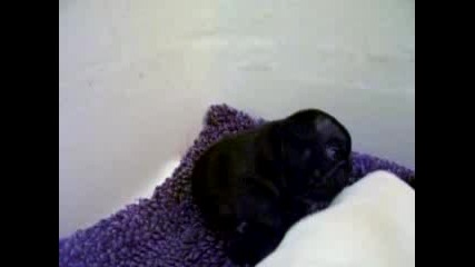 French Bulldog Babies