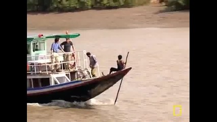 Shark Attack in the River 