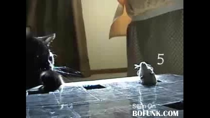 Игра На Котка И Мишка - Много Смях