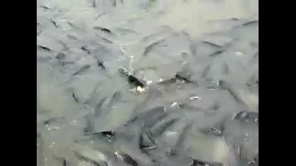 Каква е тази риба ?