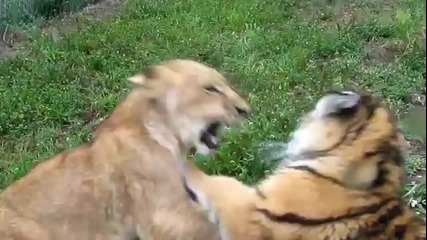 Бебе Лъв и Бебе Тигър Си Играят