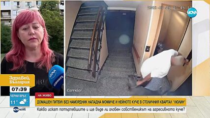 Домашен питбул без намордник нападна момиче и нейното куче в столичния квартал "Люлин"