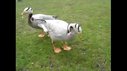 Стъпка По Стъпка