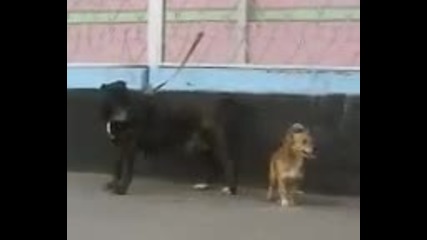 Мальк но му се шиба...смях