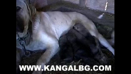 Кангал, Kangal www.kangalbg.com 