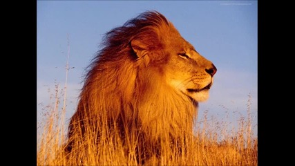 Radikal Guru - Wisdom dub