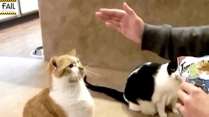 Котки Дават Лапичка - Забавна Компилация