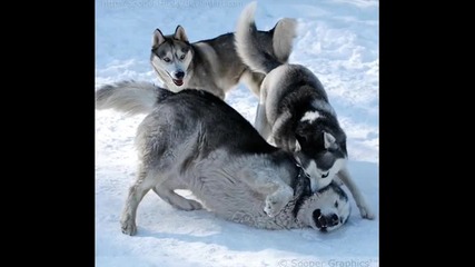 Dogs - Time Of Dying 