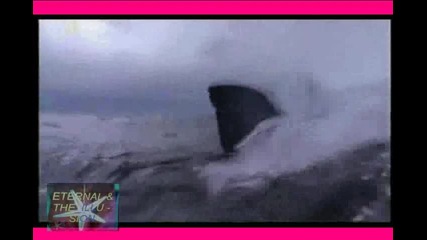 ! Акулата Никол - 1, Пътуване пълно с опасности 