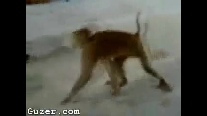 Маймунка прави лицеви упори